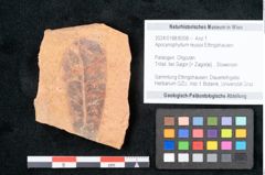 Foto (Objekt + Etikett) von Apocynophyllum reussii Ettingshausen (NHMW-GEO-2024-0188-8008)